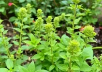 plantas que crescem rápido