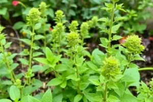 plantas que crescem rápido