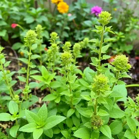 plantas que crescem rápido