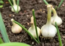 plantar alho em casa