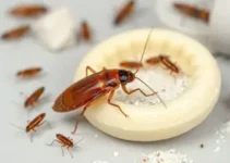 coisas que atraem baratas para dentro de casa