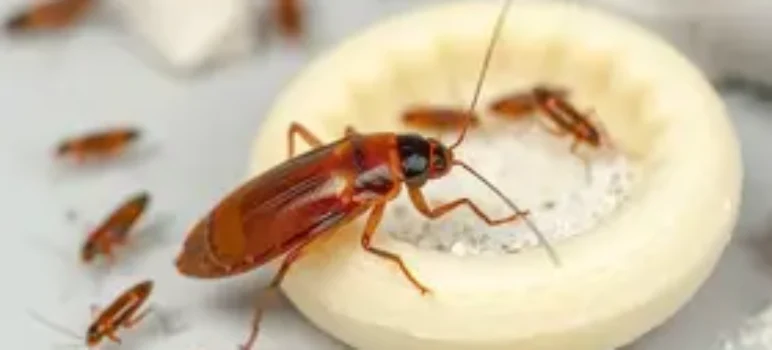 coisas que atraem baratas para dentro de casa