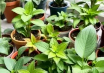 como escolher plantas