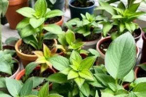 como escolher plantas