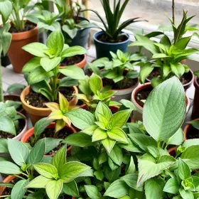 como escolher plantas