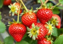 como conservar morangos