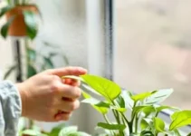 como limpar o pó das plantas