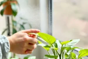 como limpar o pó das plantas
