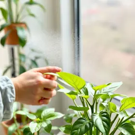 como limpar o pó das plantas