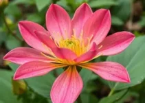 plantas que florescem uma vez na vida