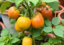 frutíferas em vasos