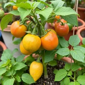 frutíferas em vasos