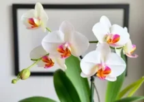 cultivar orquídeas