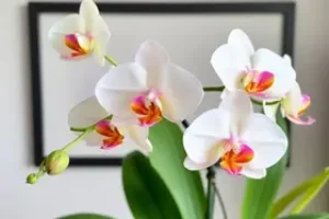 cultivar orquídeas