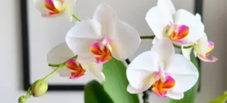 cultivar orquídeas