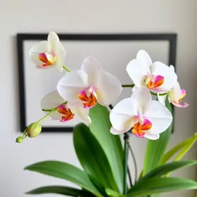 cultivar orquídeas