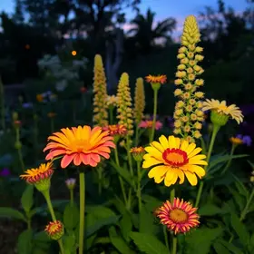 plantas que florescem à noite