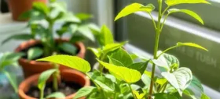 plantas para ambientes com pouca luz
