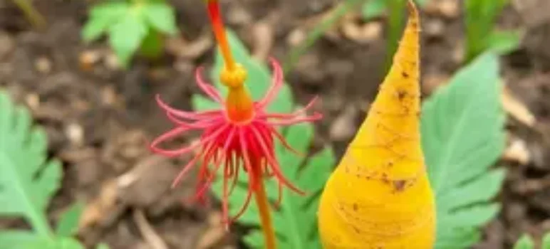 plantar açafrão