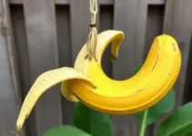 reaproveitar a casca de banana