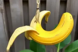 reaproveitar a casca de banana