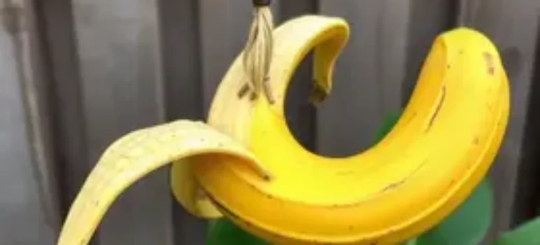 reaproveitar a casca de banana