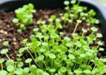 cultivar microverdes