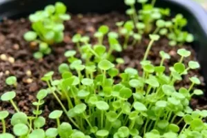 cultivar microverdes
