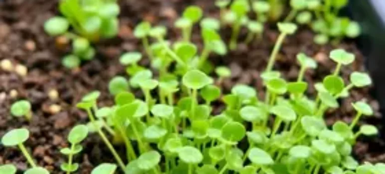 cultivar microverdes