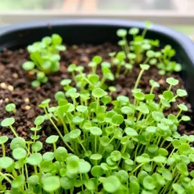 cultivar microverdes