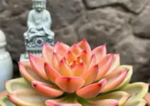 Crassula Templo de Buda