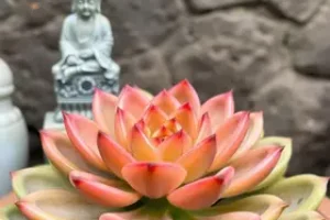 Crassula Templo de Buda