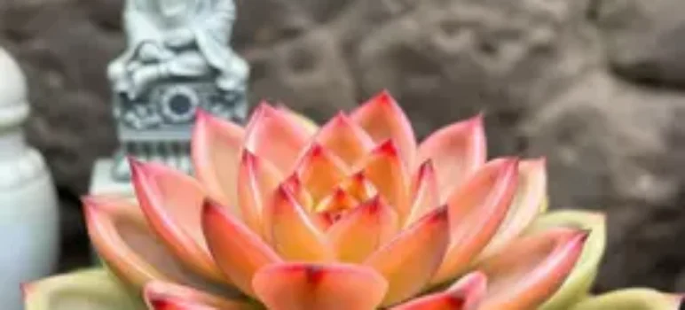 Crassula Templo de Buda