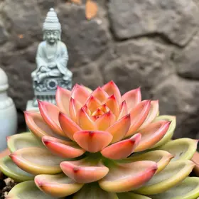 Crassula Templo de Buda