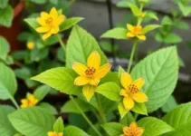 plantas ornamentais tóxicas