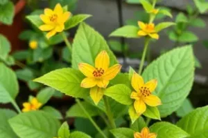 plantas ornamentais tóxicas