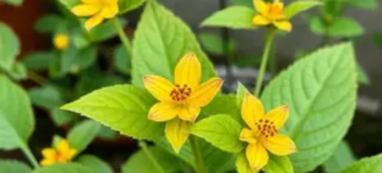 plantas ornamentais tóxicas