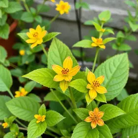 plantas ornamentais tóxicas