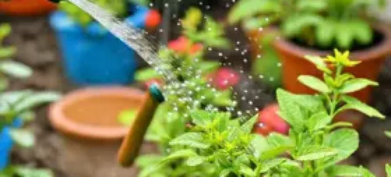 melhor horário para regar plantas