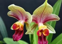 orquídea-cara-de-macaco