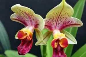 orquídea-cara-de-macaco