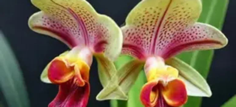 orquídea-cara-de-macaco