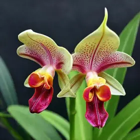 orquídea-cara-de-macaco